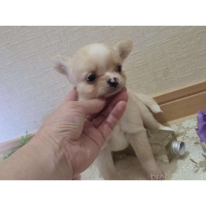 成約済の広島県のチワワ(ロングコート)-422565の37枚目