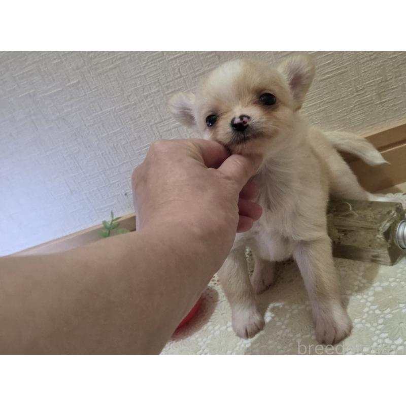 成約済の広島県のチワワ(ロングコート)-422565の35枚目