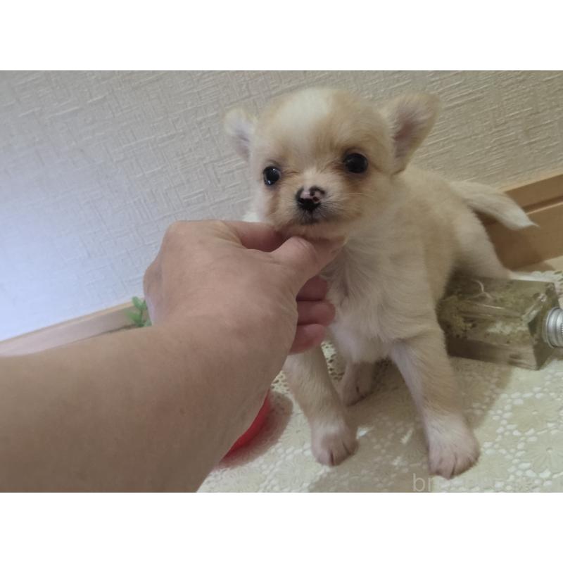 成約済の広島県のチワワ(ロングコート)-422565の34枚目