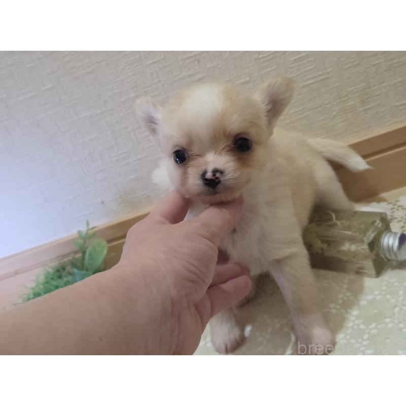 成約済の広島県のチワワ(ロングコート)-422565の33枚目