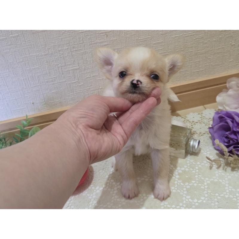 成約済の広島県のチワワ(ロングコート)-422565の32枚目