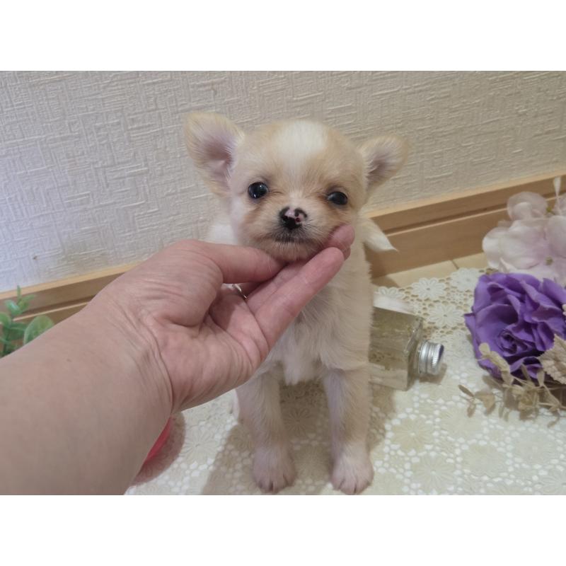 成約済の広島県のチワワ(ロングコート)-422565の31枚目