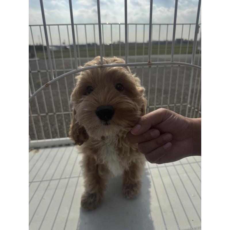 販売中の岐阜県のコッカプー:アメリカンコッカースパニエル×トイプードル-426821の3枚目