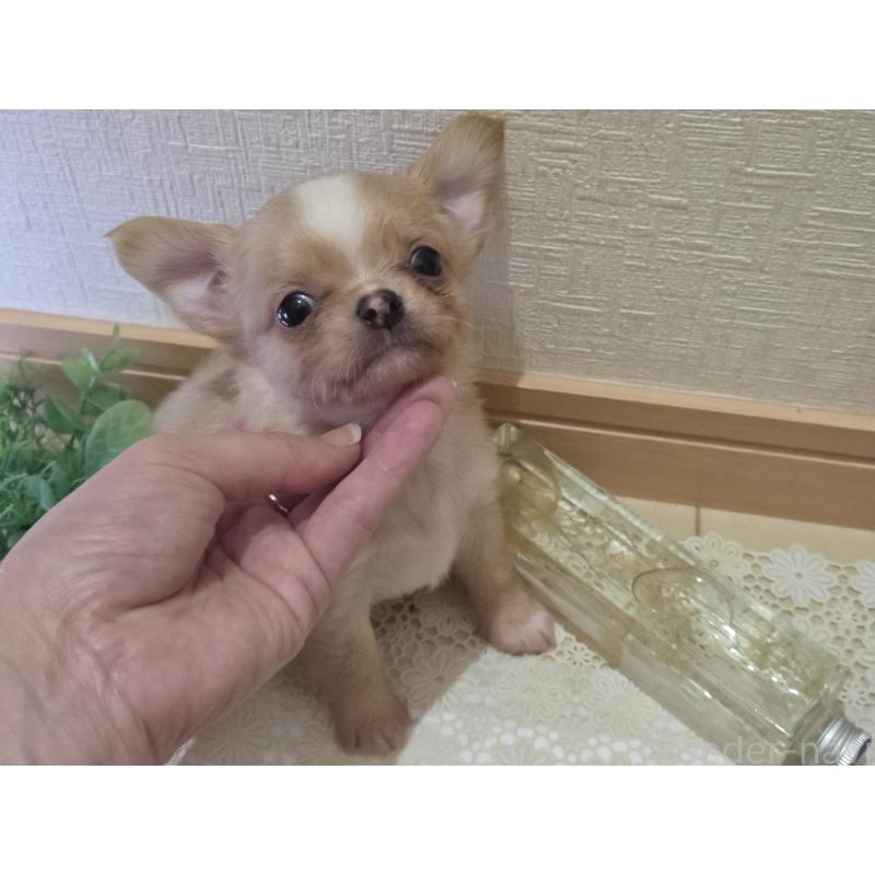 成約済の広島県のチワワ(ロングコート)-422566の24枚目