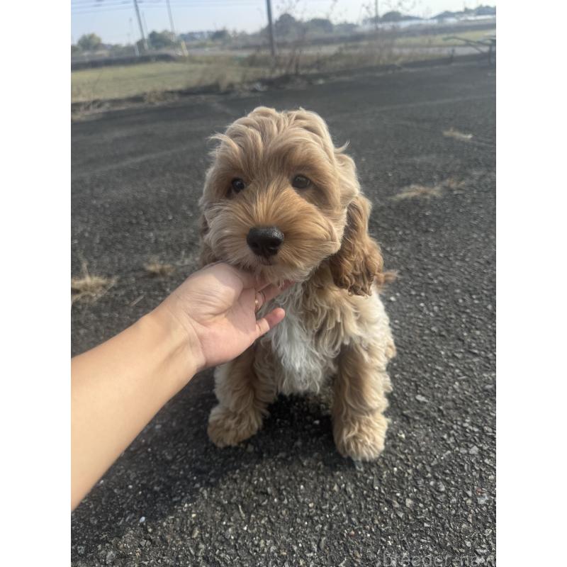 販売中の岐阜県のコッカプー:アメリカンコッカースパニエル×トイプードル-426821の2枚目