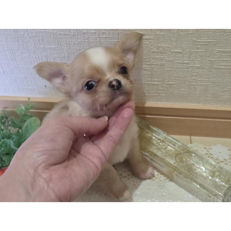 成約済の広島県のチワワ(ロングコート)-422566の23枚目