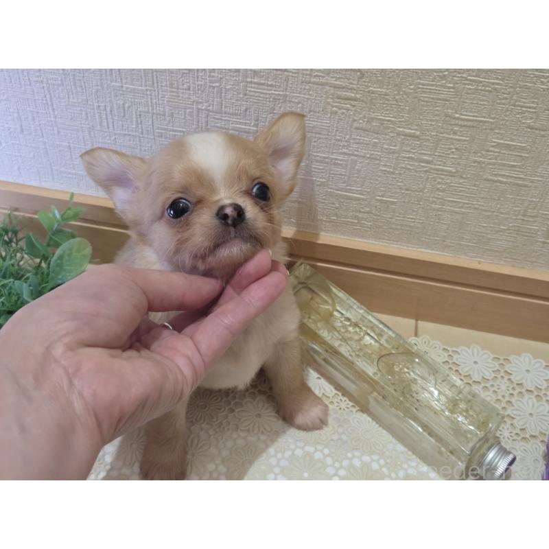 成約済の広島県のチワワ(ロングコート)-422566の22枚目