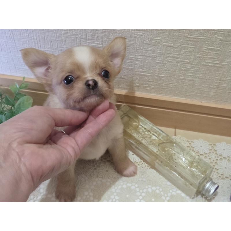 成約済の広島県のチワワ(ロングコート)-422566の21枚目