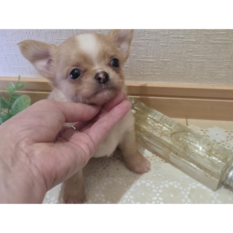 成約済の広島県のチワワ(ロングコート)-422566の20枚目