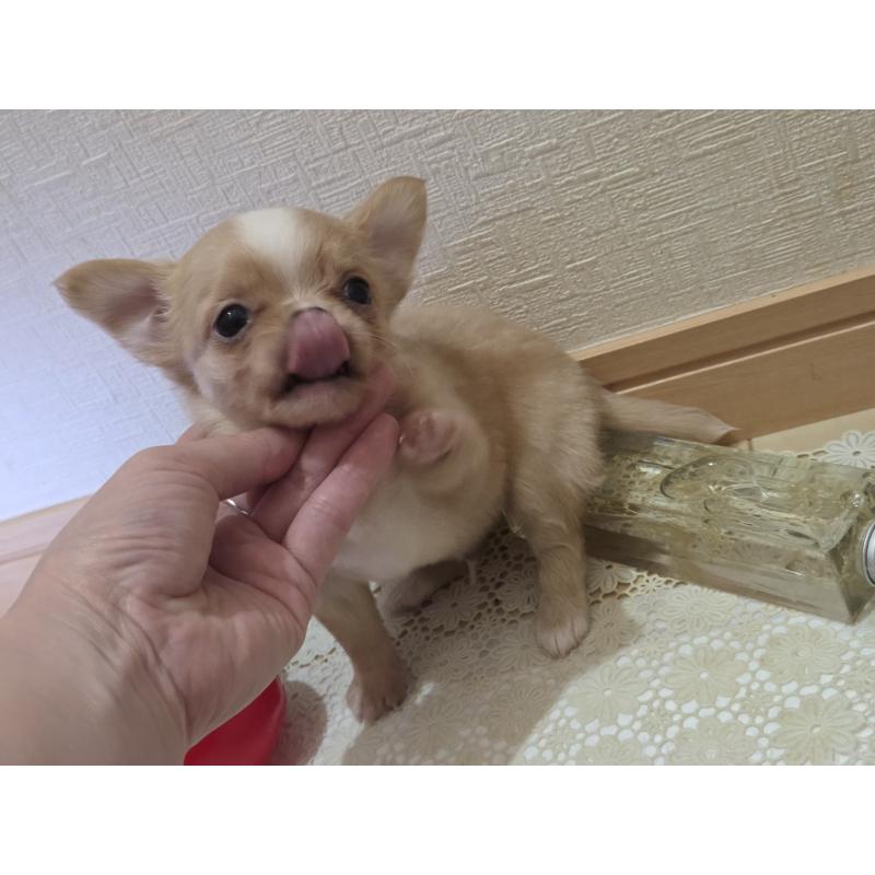 成約済の広島県のチワワ(ロングコート)-422566の19枚目