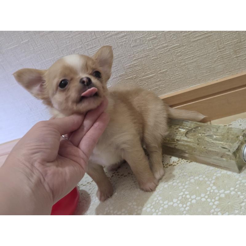 成約済の広島県のチワワ(ロングコート)-422566の18枚目