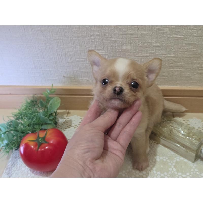 成約済の広島県のチワワ(ロングコート)-422566の17枚目