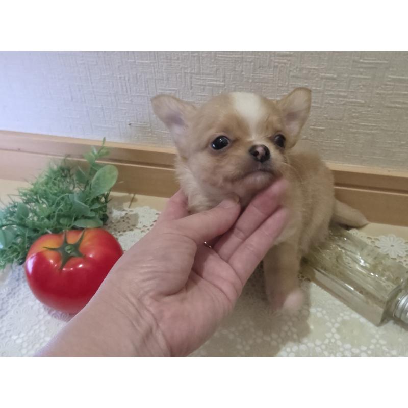 成約済の広島県のチワワ(ロングコート)-422566の16枚目