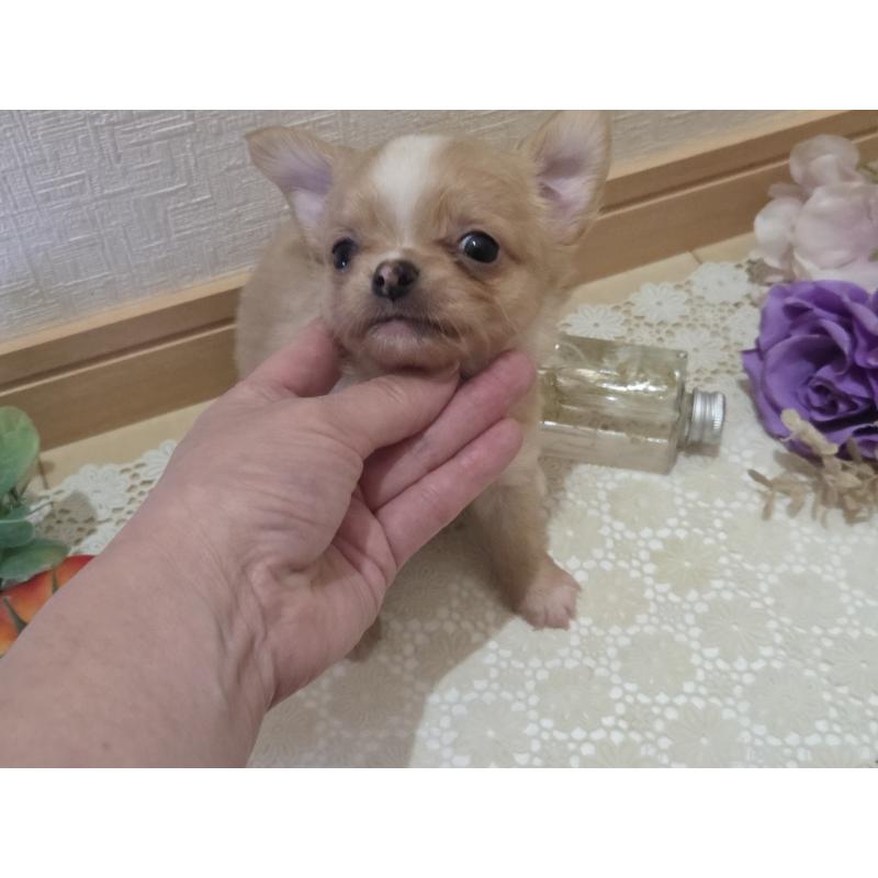 成約済の広島県のチワワ(ロングコート)-422566の15枚目