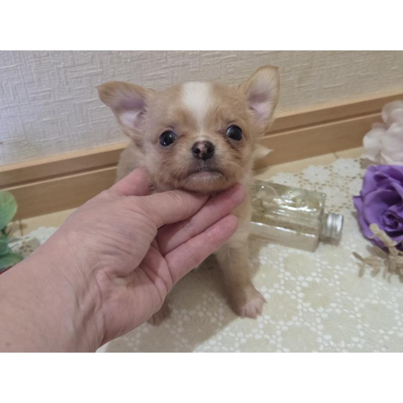 成約済の広島県のチワワ(ロングコート)-422566の14枚目