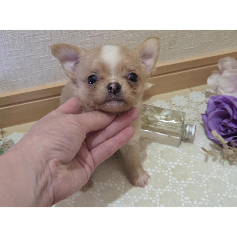 成約済の広島県のチワワ(ロングコート)-422566の13枚目