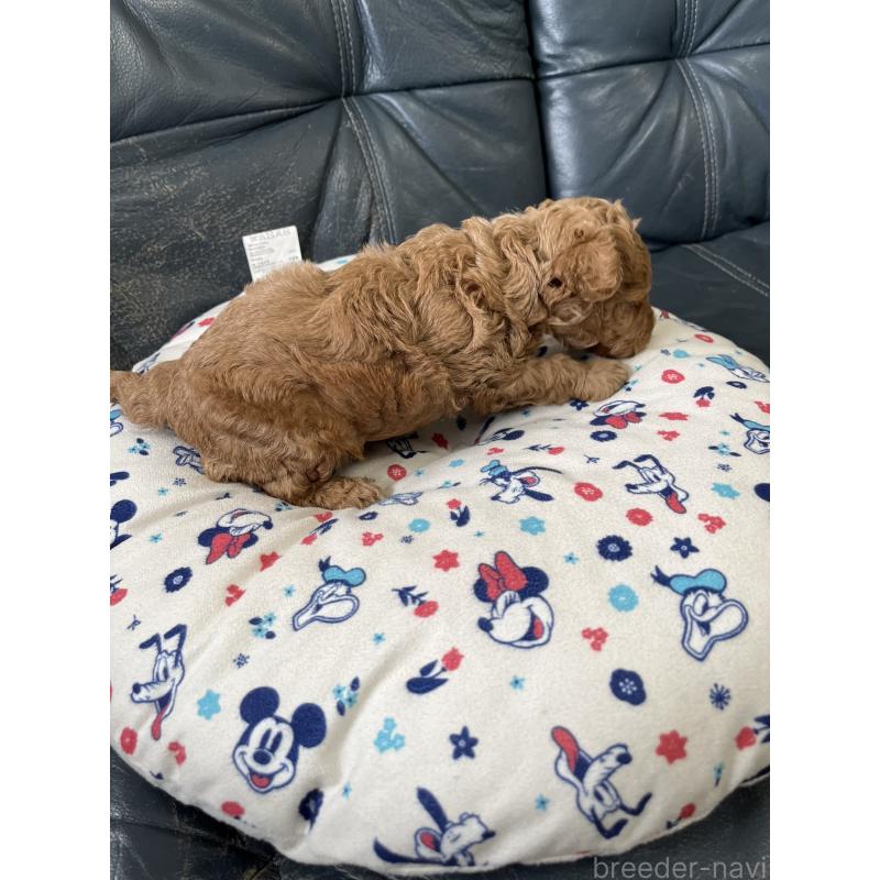 販売中の岡山県のタイニープードル-426822の5枚目