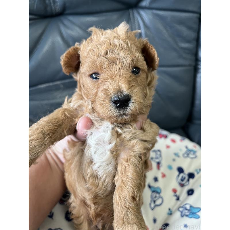 販売中の岡山県のタイニープードル-426822の4枚目