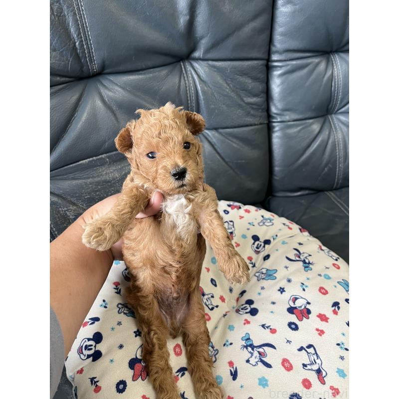 販売中の岡山県のタイニープードル-426822の3枚目