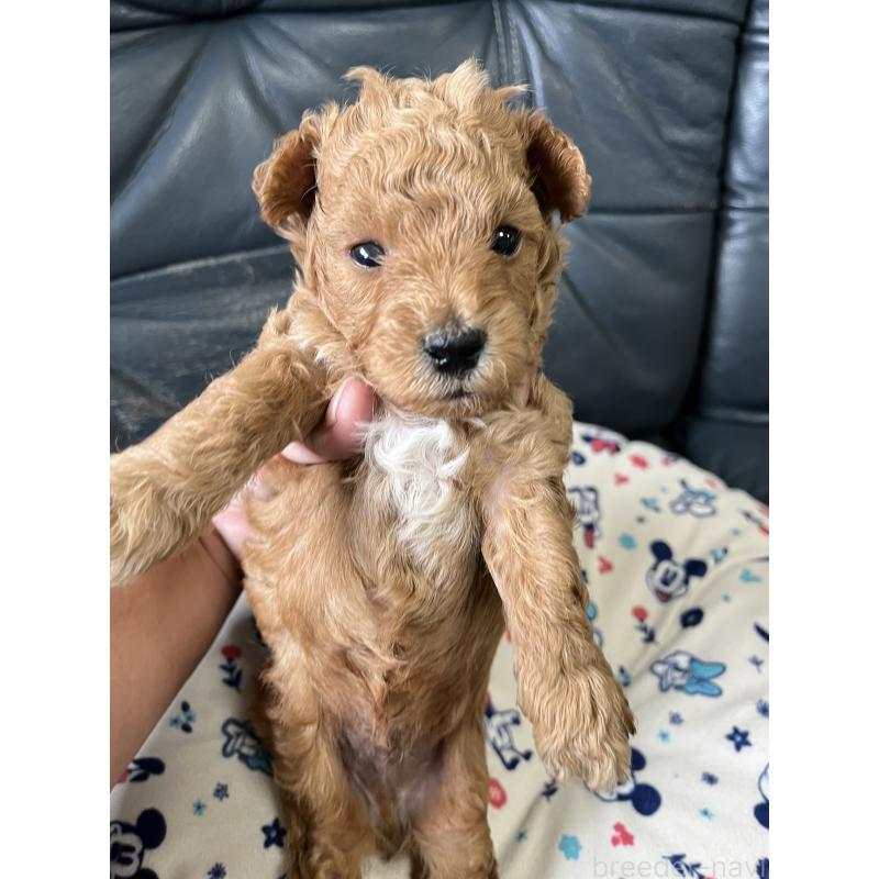 販売中の岡山県のタイニープードル-426822の2枚目