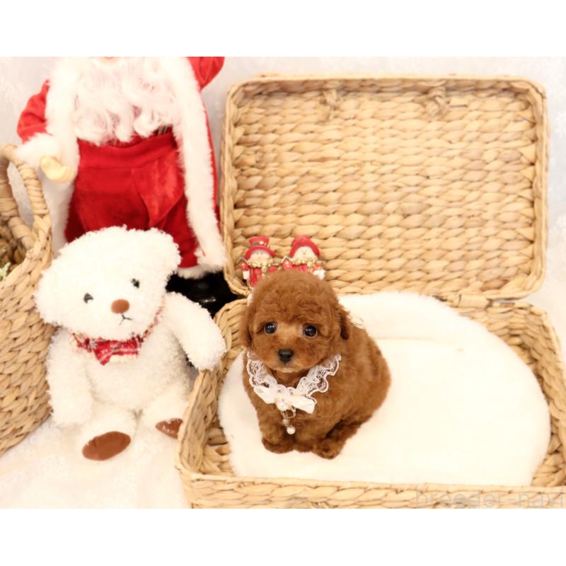 販売中の岡山県のティーカッププードル-419770の5枚目