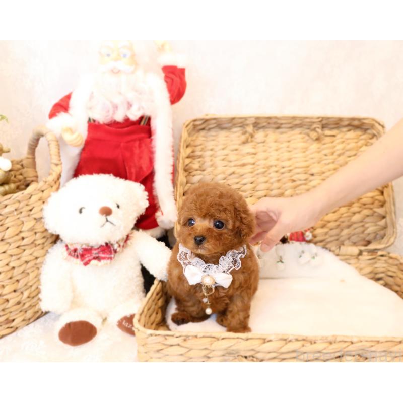 販売中の岡山県のティーカッププードル-419770の4枚目