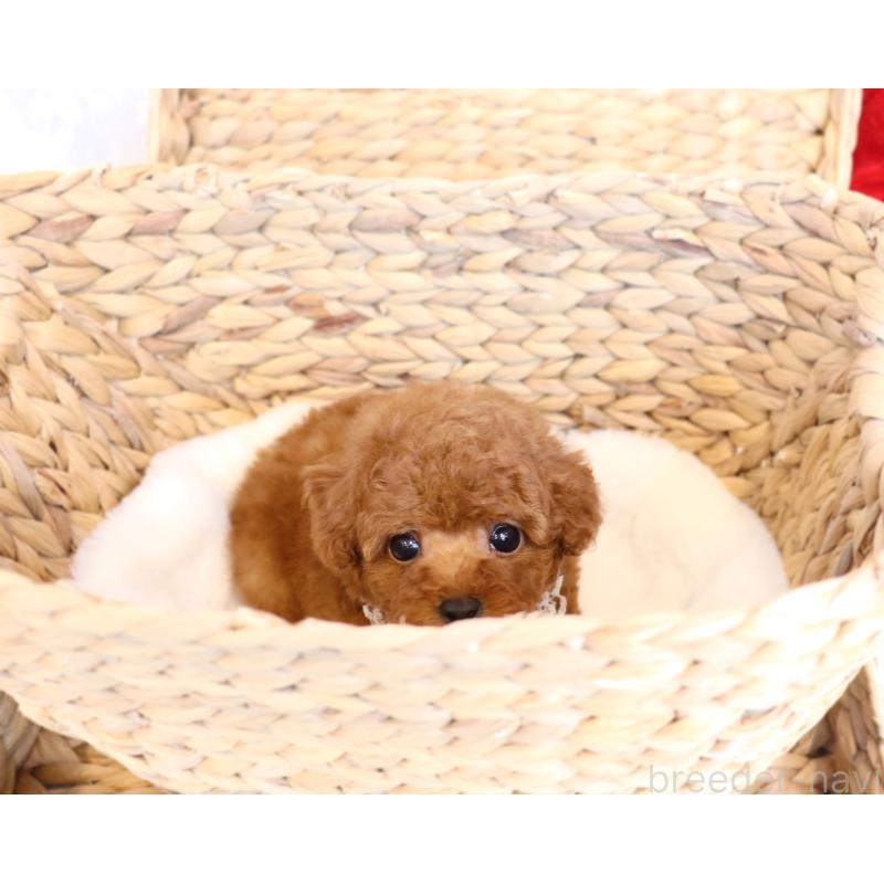 販売中の岡山県のティーカッププードル-419770の3枚目