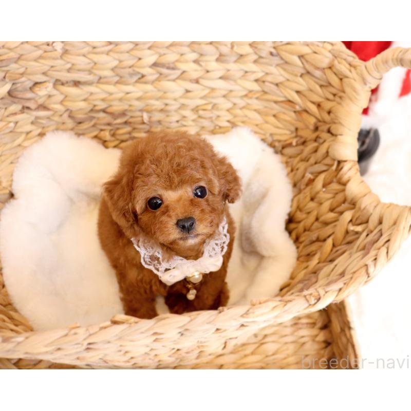 販売中の岡山県のティーカッププードル-419770の2枚目