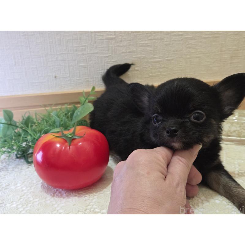 成約済の広島県のチワワ(ロングコート)-422570の33枚目