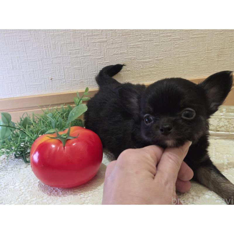 成約済の広島県のチワワ(ロングコート)-422570の32枚目