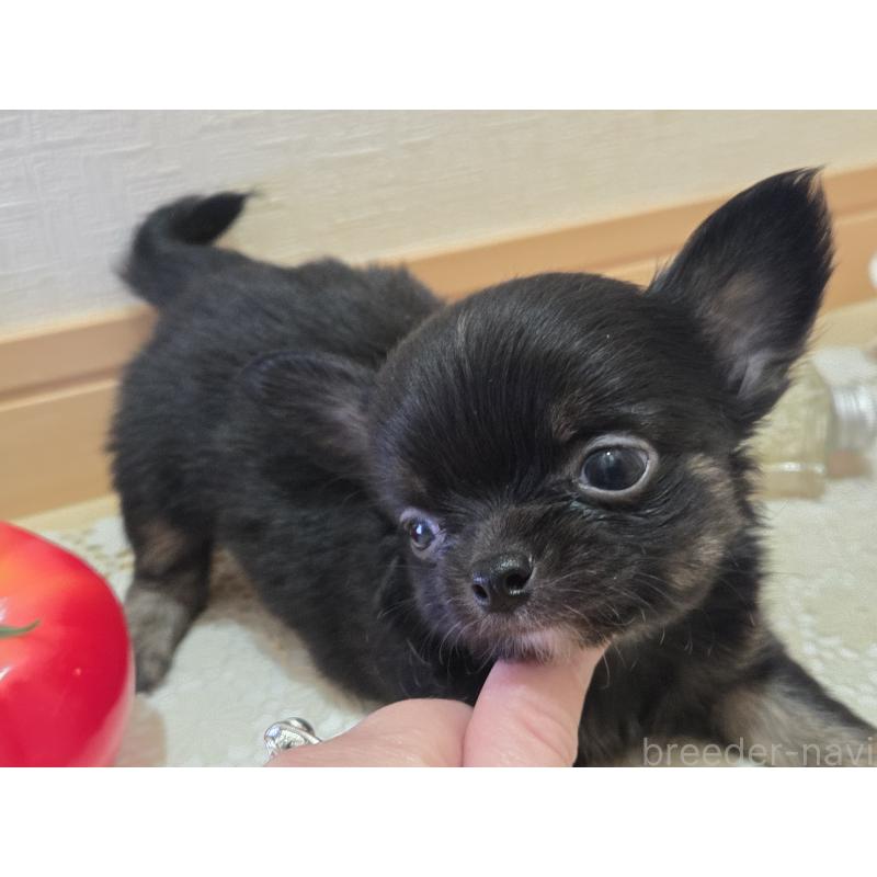 成約済の広島県のチワワ(ロングコート)-422570の31枚目