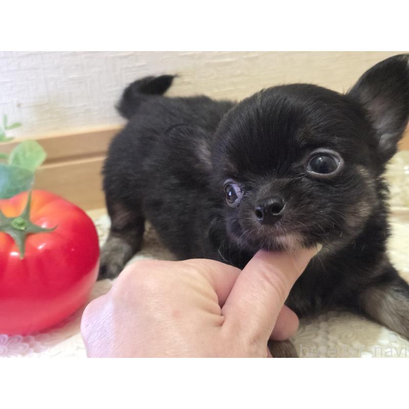 成約済の広島県のチワワ(ロングコート)-422570の30枚目