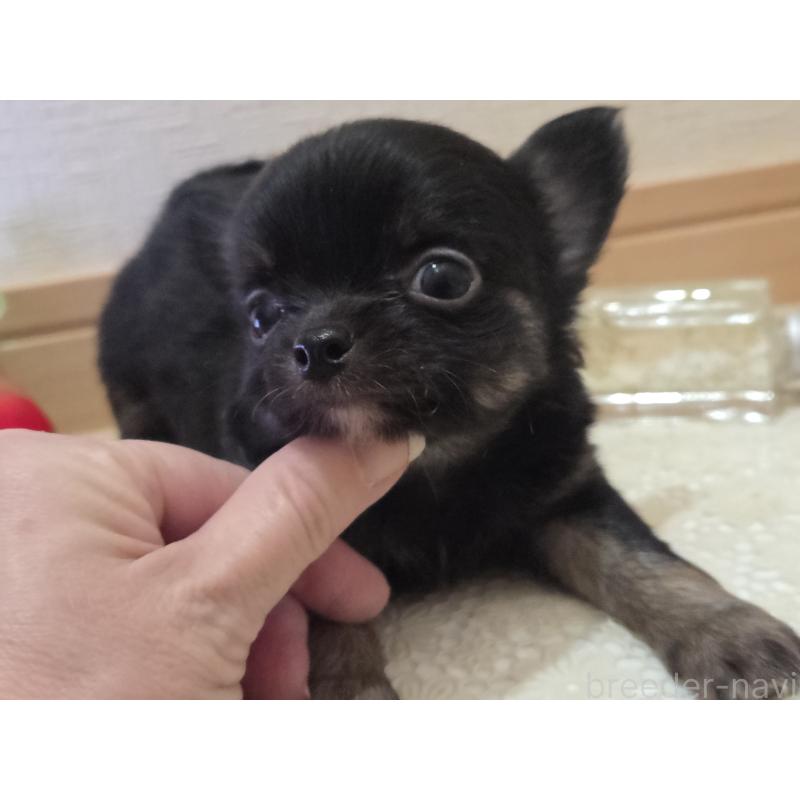 成約済の広島県のチワワ(ロングコート)-422570の29枚目