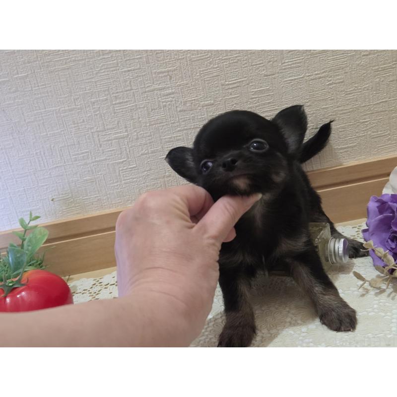 成約済の広島県のチワワ(ロングコート)-422570の28枚目