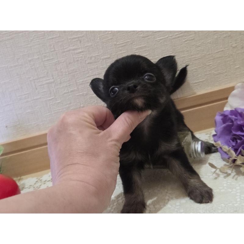 成約済の広島県のチワワ(ロングコート)-422570の27枚目