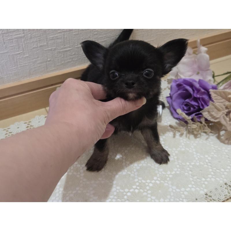 成約済の広島県のチワワ(ロングコート)-422570の25枚目