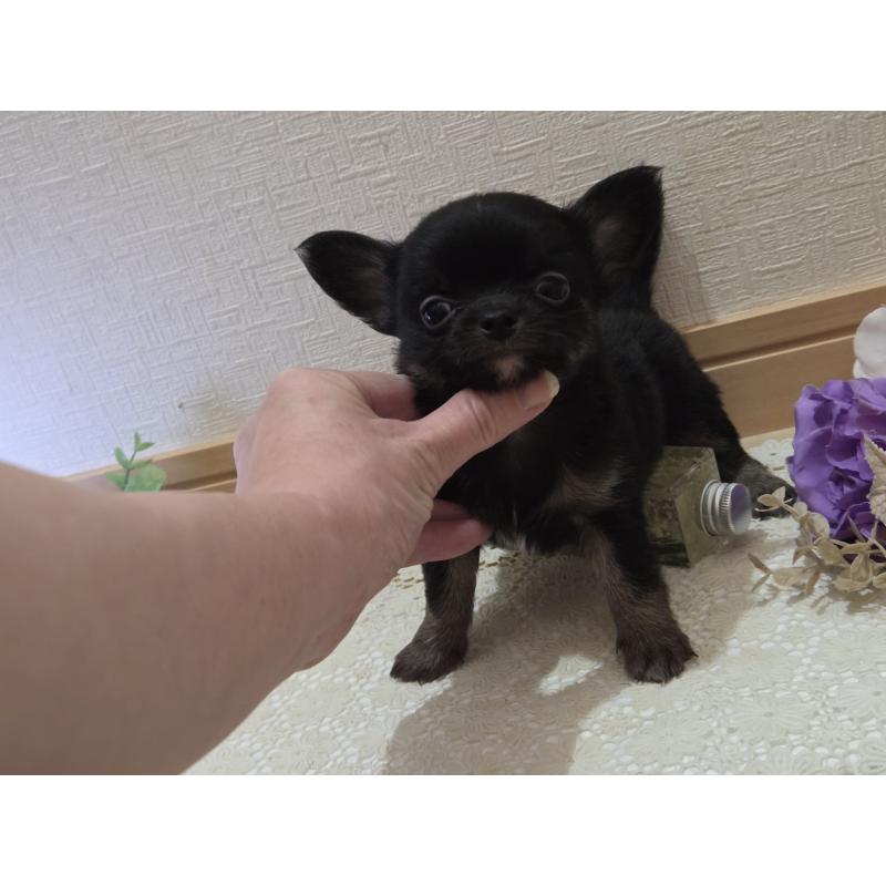 成約済の広島県のチワワ(ロングコート)-422570の24枚目