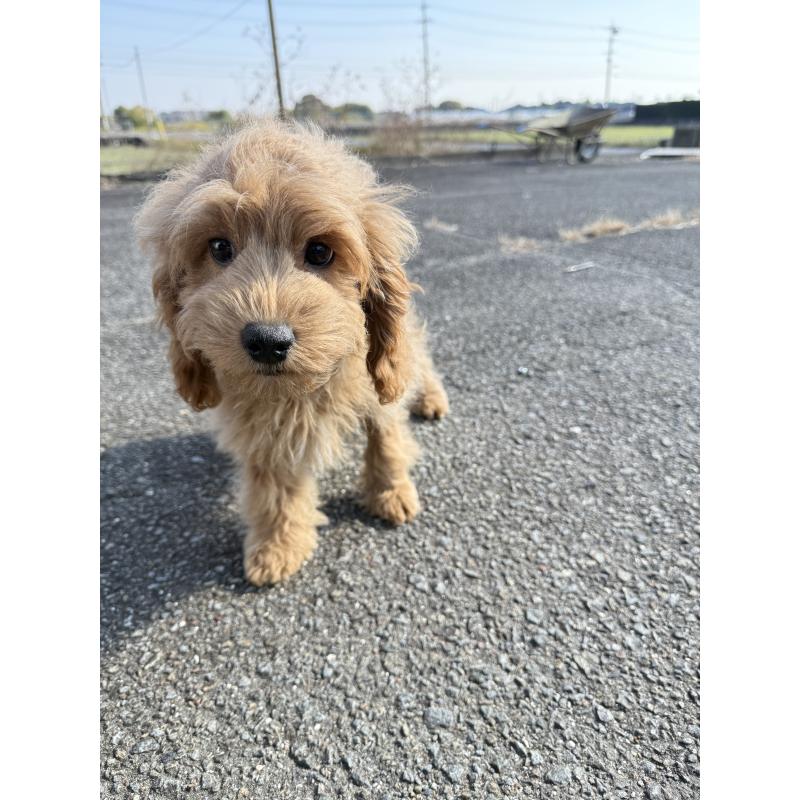 販売中の岐阜県のコッカプー:アメリカンコッカースパニエル×トイプードル-414264の3枚目