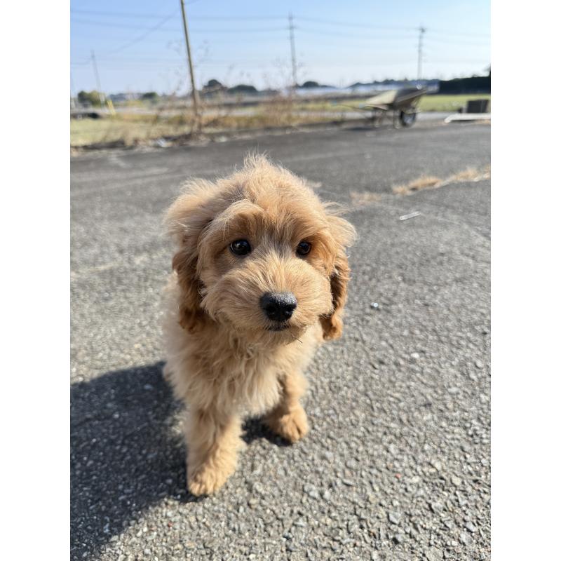 販売中の岐阜県のコッカプー:アメリカンコッカースパニエル×トイプードル-414264の2枚目