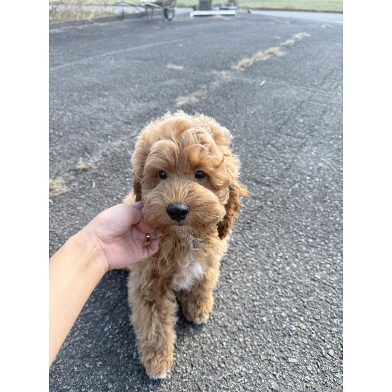 成約済の岐阜県のコッカプー:アメリカンコッカースパニエル×トイプードル-414259の3枚目