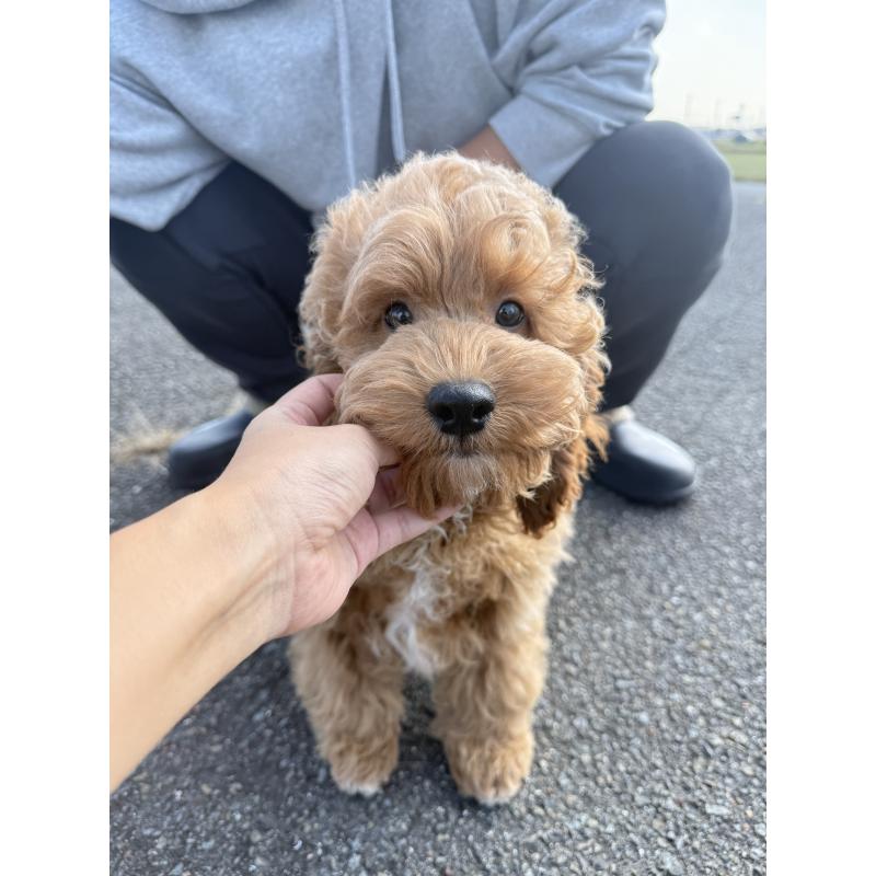 成約済の岐阜県のコッカプー:アメリカンコッカースパニエル×トイプードル-414259の2枚目