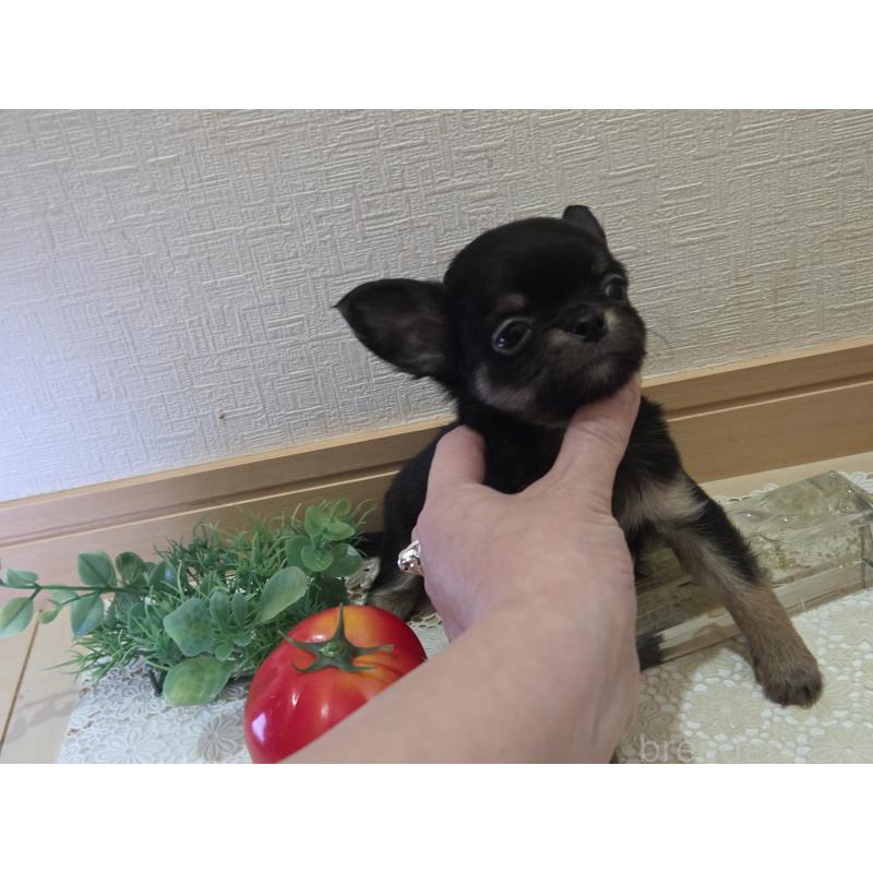 成約済の広島県のチワワ(ロングコート)-422573の13枚目