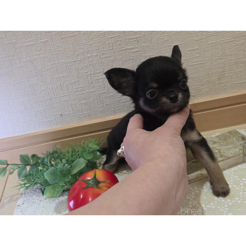 成約済の広島県のチワワ(ロングコート)-422573の11枚目