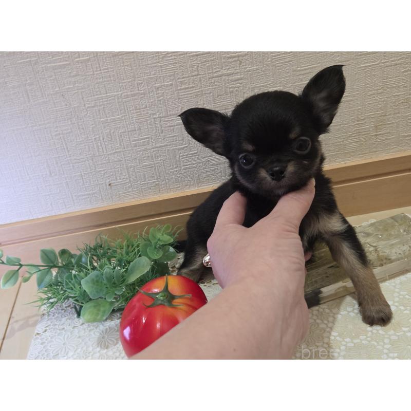 成約済の広島県のチワワ(ロングコート)-422573の10枚目