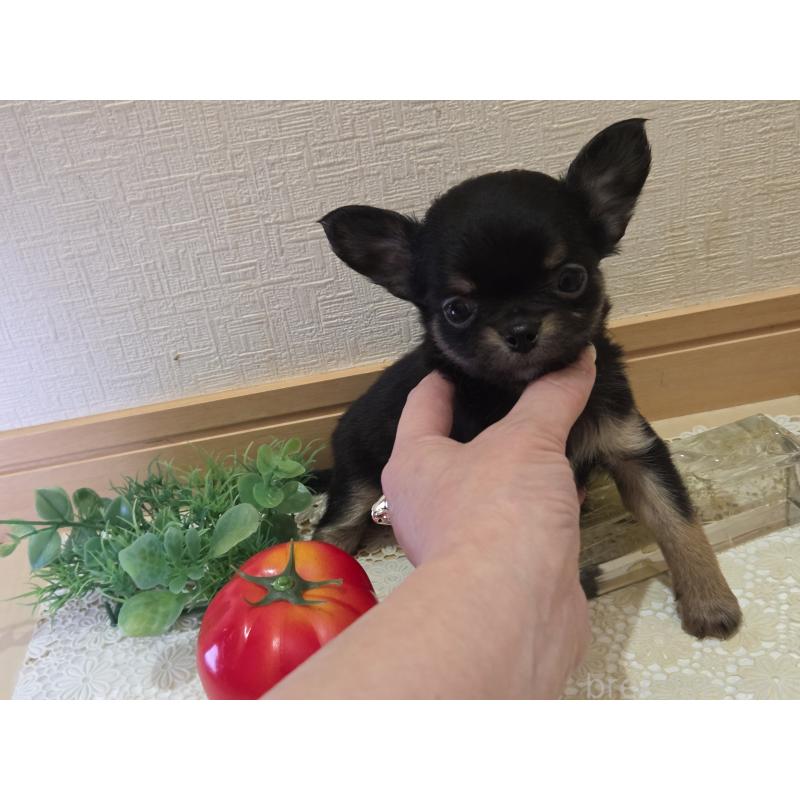 成約済の広島県のチワワ(ロングコート)-422573の9枚目