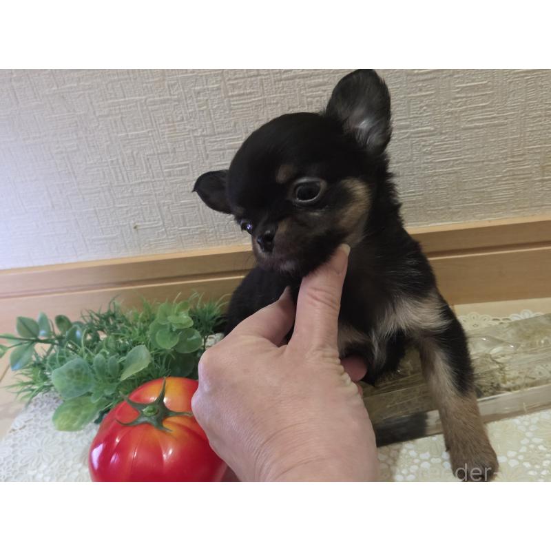 成約済の広島県のチワワ(ロングコート)-422573の8枚目