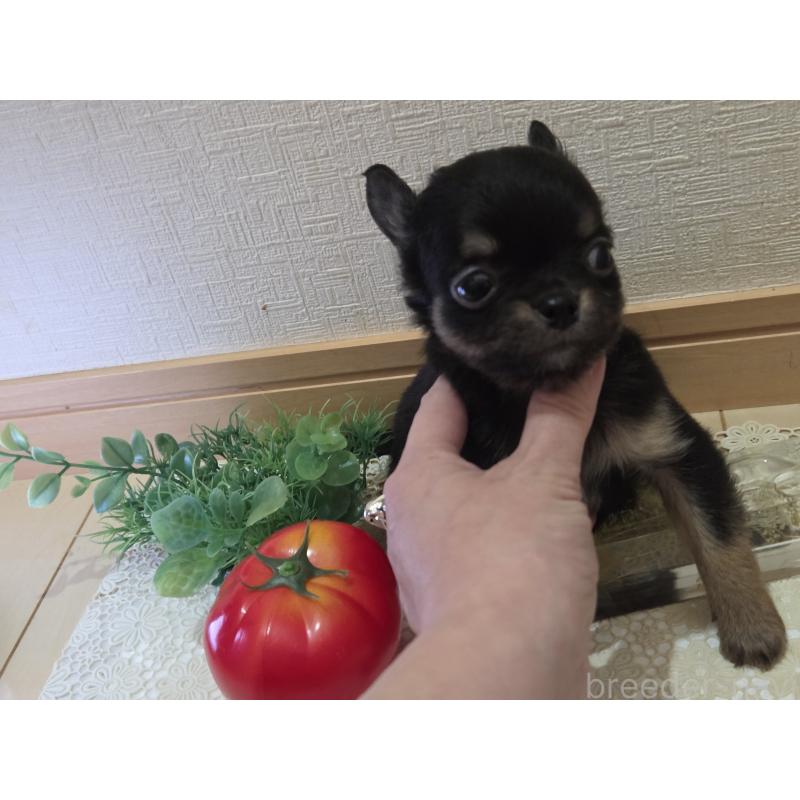 成約済の広島県のチワワ(ロングコート)-422573の7枚目