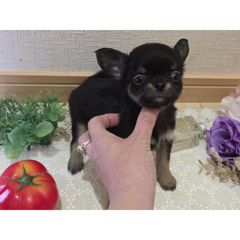 成約済の広島県のチワワ(ロングコート)-422573の6枚目