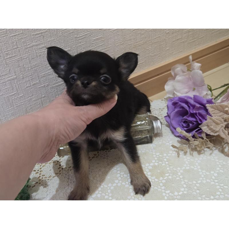 成約済の広島県のチワワ(ロングコート)-422573の5枚目