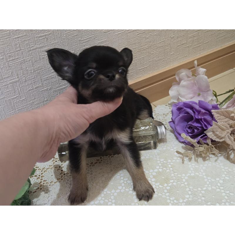 成約済の広島県のチワワ(ロングコート)-422573の4枚目